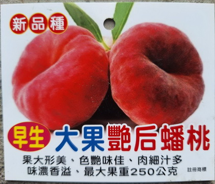 大果豔后蟠桃桃（嫁接苗，售價300元）
